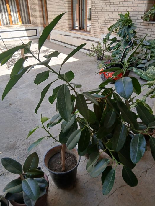 Продаются комнатные и офисные цветы ...