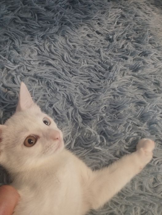 Отдам в хорошие руки