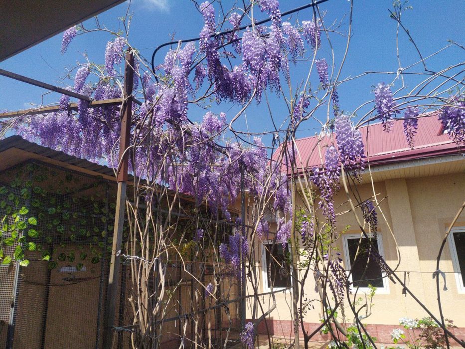 Глицина кучатлари ва уруглари сотилади.