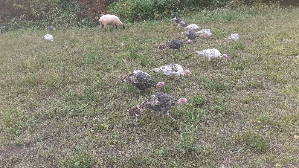 Curci și curcani de vânzare!