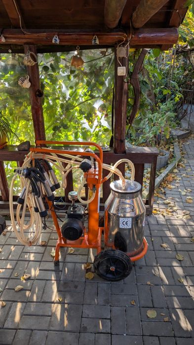 Mulgatoare vaci de vanzare, conditie excelenta