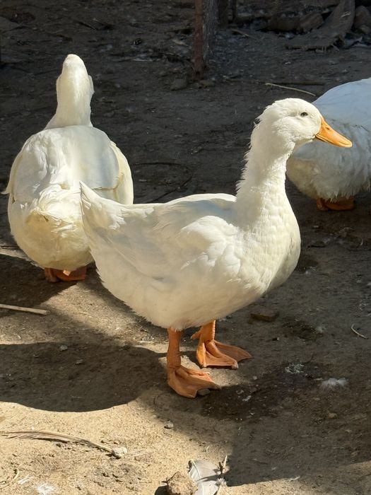 Vand rate macanitoare pekin