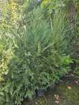 Chiparos Leylandii laur englezesc spirale gazon rulou