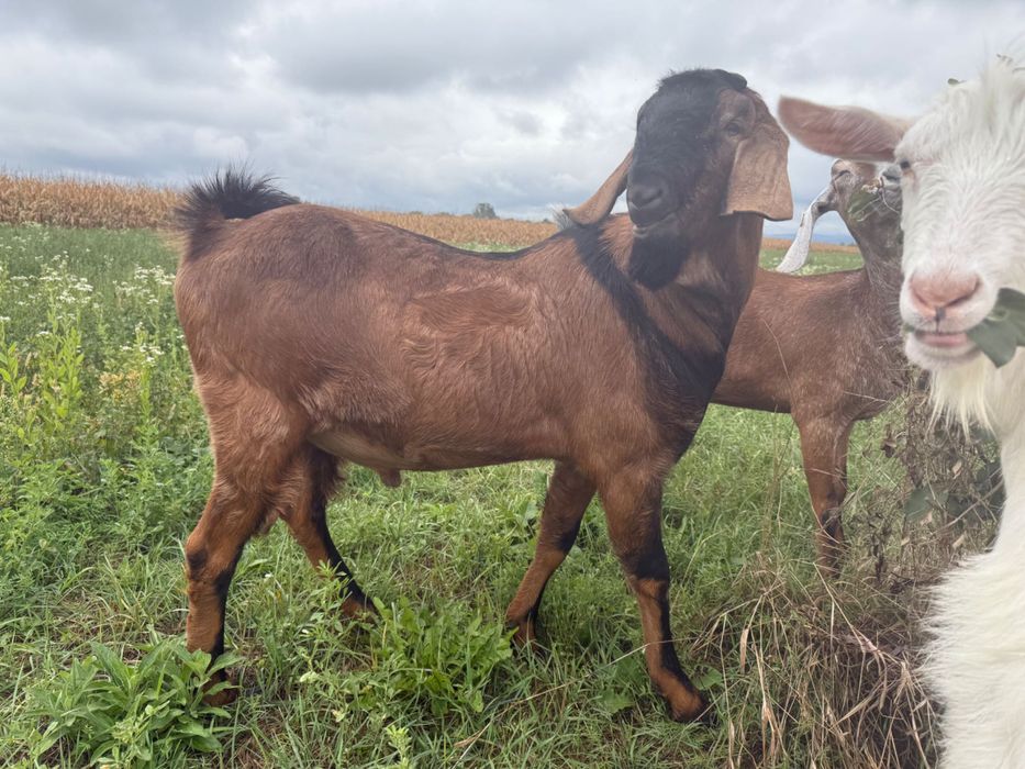 Tap anglonubian de 1 an si 3 luni