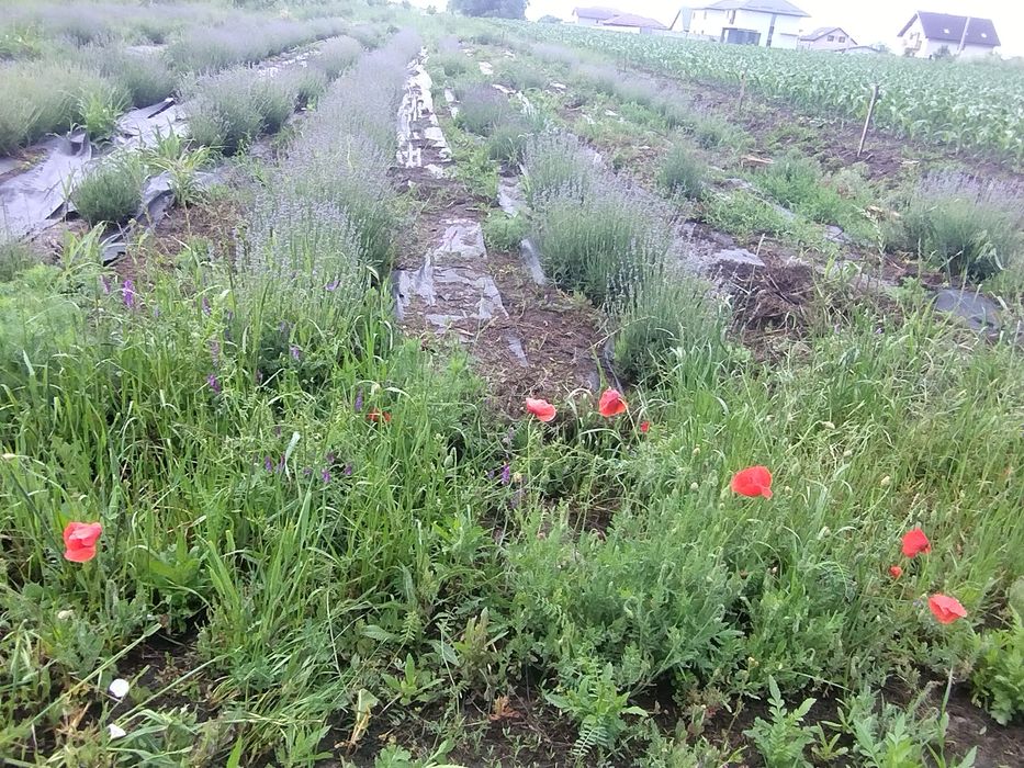 Tufe dezvoltate lavandă parfumată cu înflorire timpurie an 4