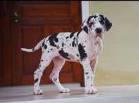 Dog German Great Dane