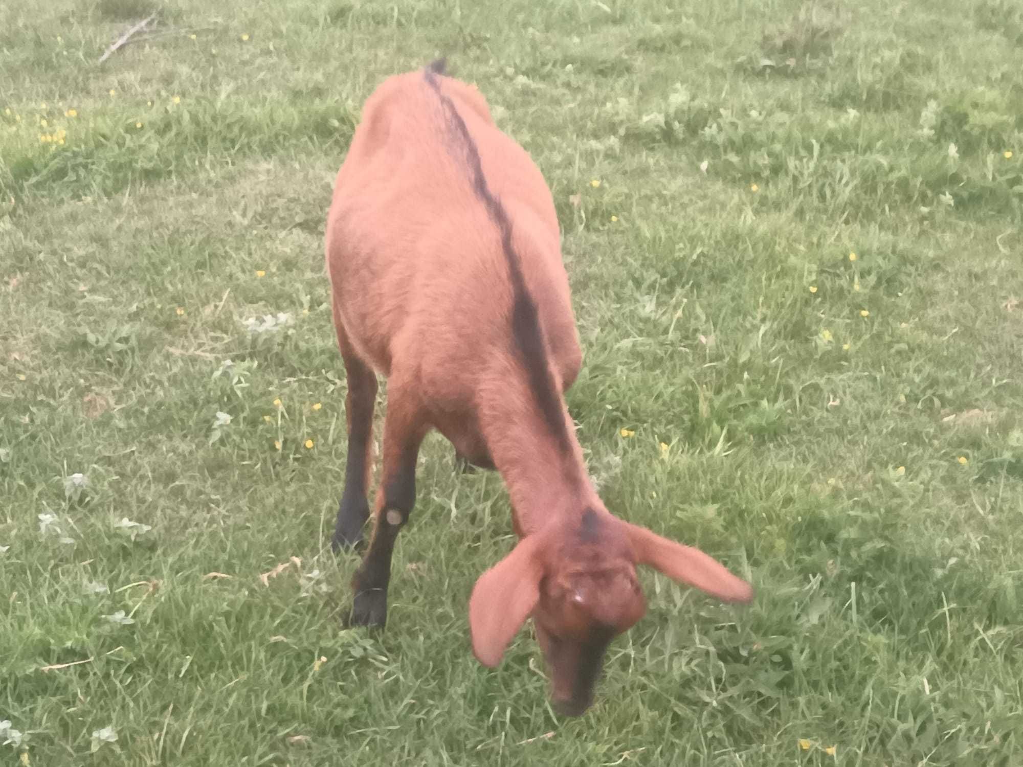 Vand tapi vatui pt prasila