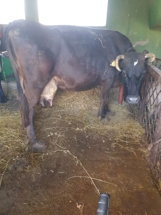 Vaca disponibilă