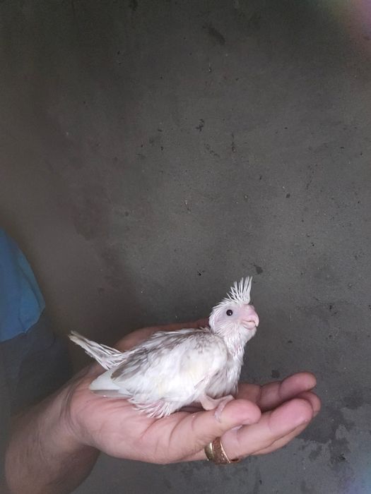 Pui nimfa de crescut la seringa