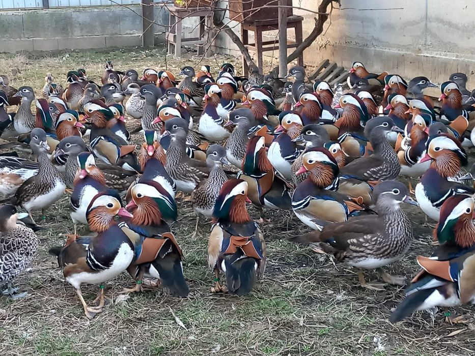 Rate Mandarin, Carolina, Micul Atlantic