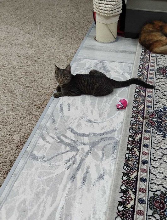 ogil mushukcha ismi mehribon