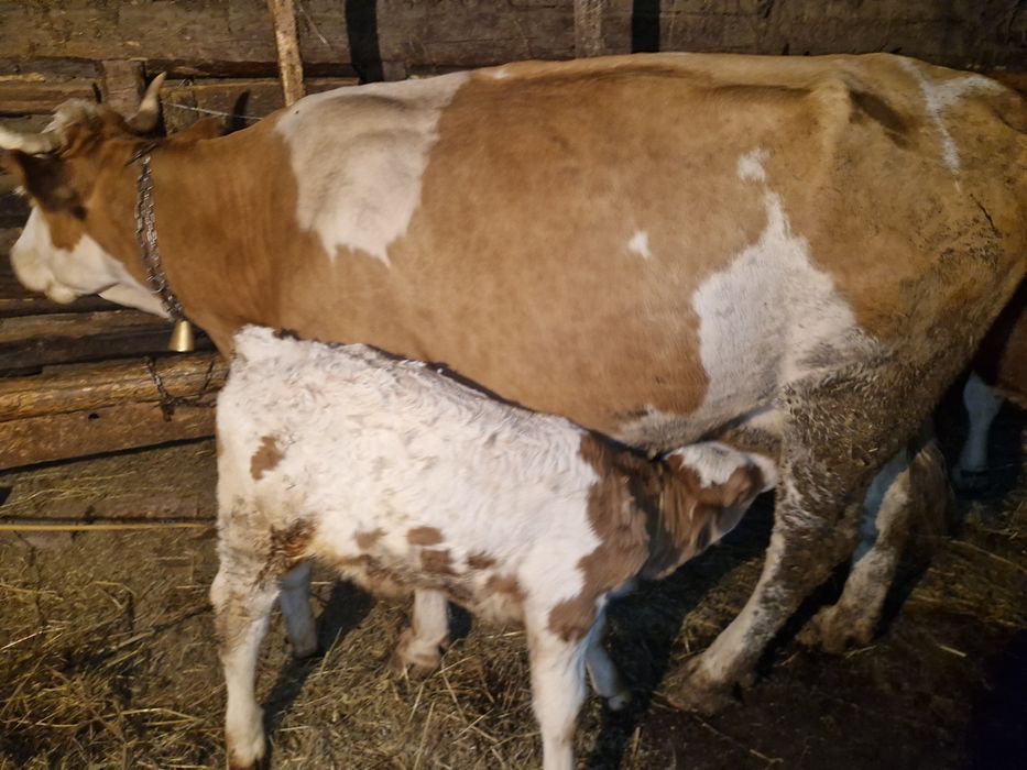 Vând vacă balanță românească