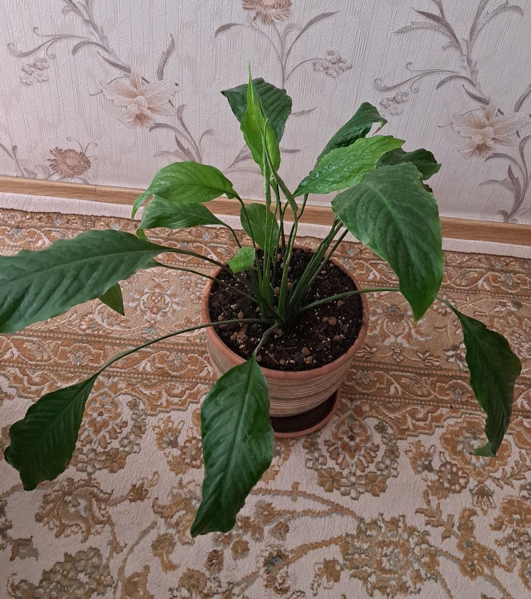 Комнатные цветы  для дома и офиса
