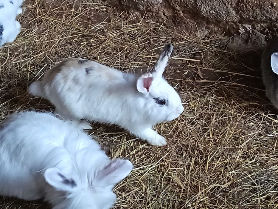 Iepuri colorați,rasa:Cap de leu