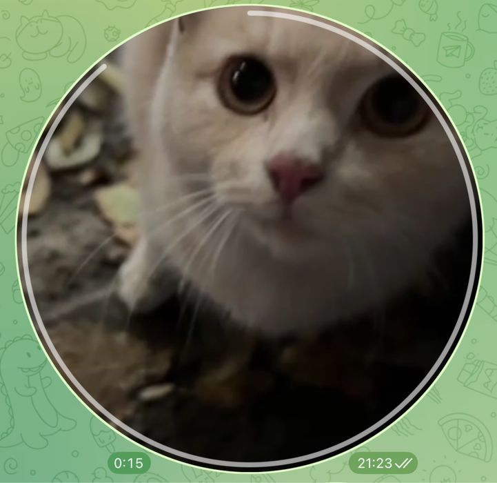 котику нужен дом, живет на улице