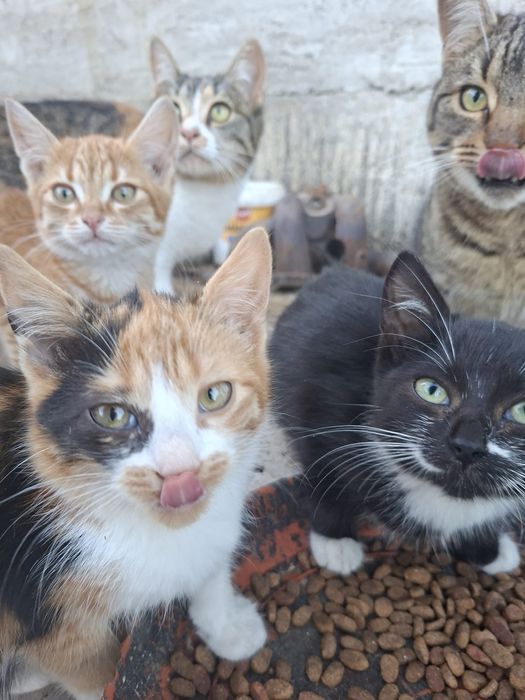 Donez pisicute pui .Rog seriozitate