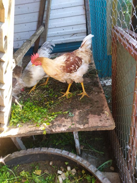 Продам петухов домашние разноцветные,хорошо топчат курочек,молодые,