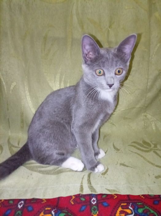 Котёнок Русская голубая