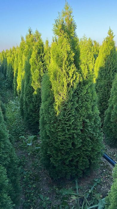 Tuia smarald diferite dimensiuni gazon rulou plantele diverse