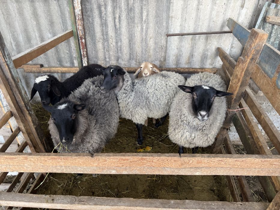 Продам романовских ярок