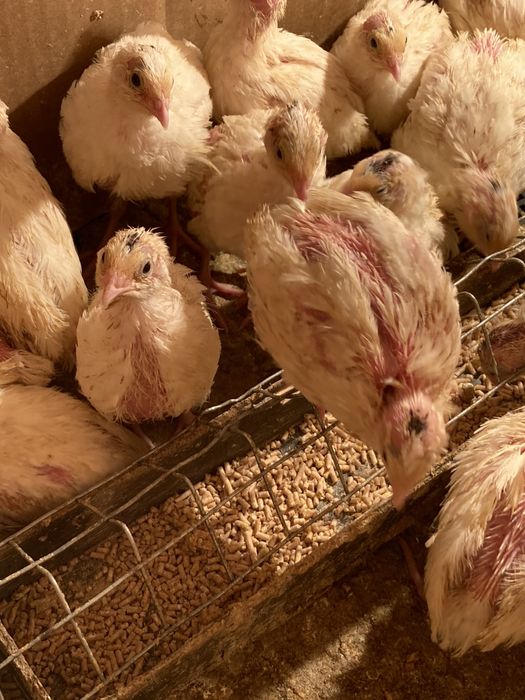 Белый гигант бедана, перепелка белый