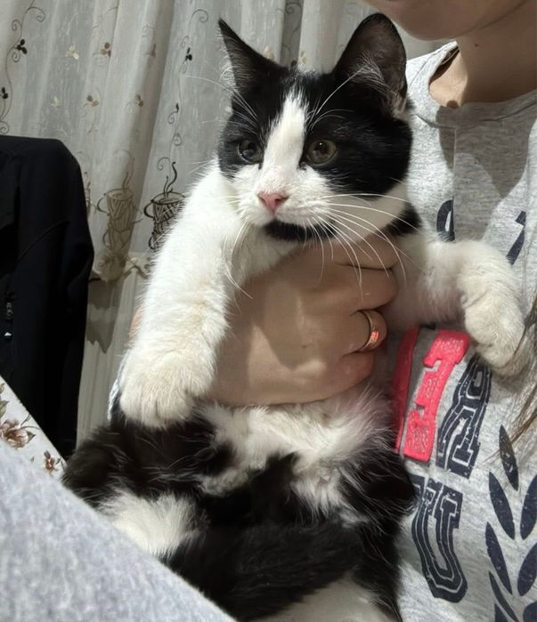 Pisicute iubitoare spre adoptie