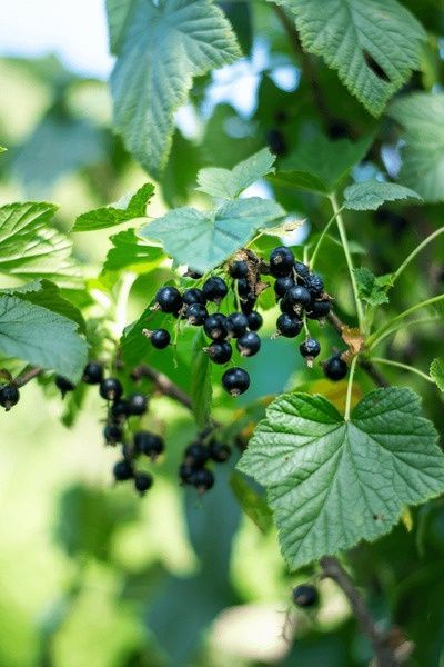 Arbusti Fructiferi (Coacaz Negru )