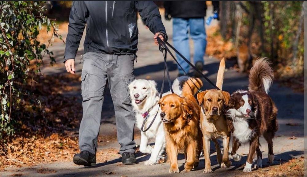 Прогулка сабаками