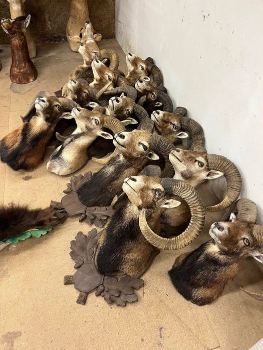 Препарирани трофеи от муфлон