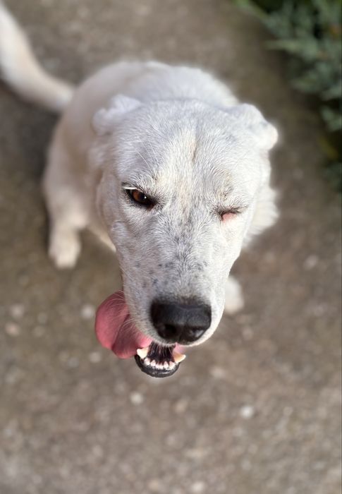 Donez Cățeluşă ~ Perla