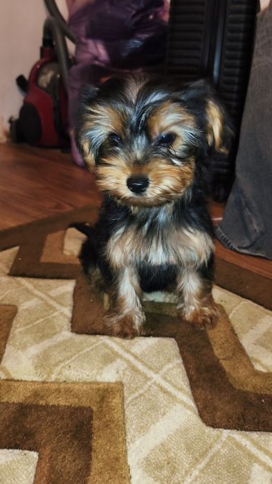 Yorkshire terrier