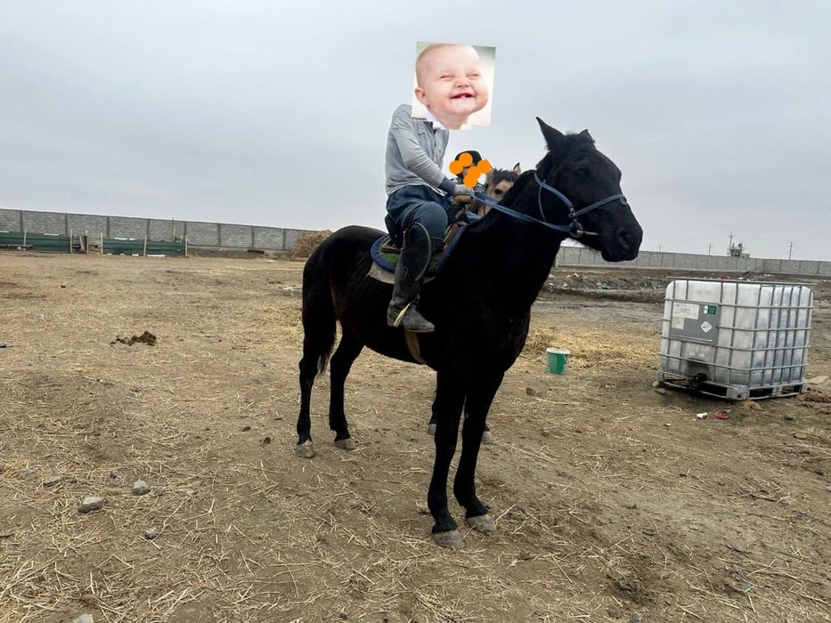 Лошадь Кора байир