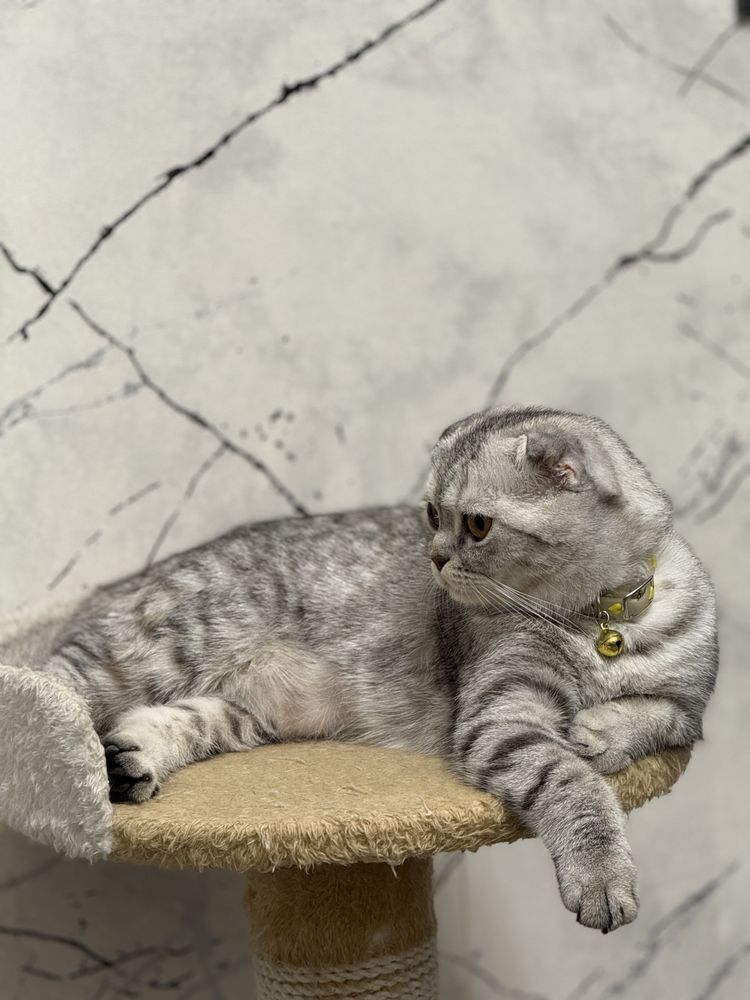 кошка Лара продается