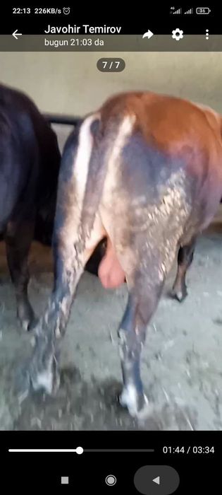 Buqalar sotiladi  boqilgan yemlangan