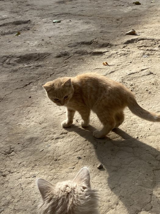 Mushuk bolalari 2ta sotiladi