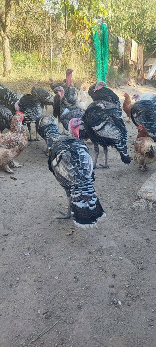 Curcan și curcă pereche