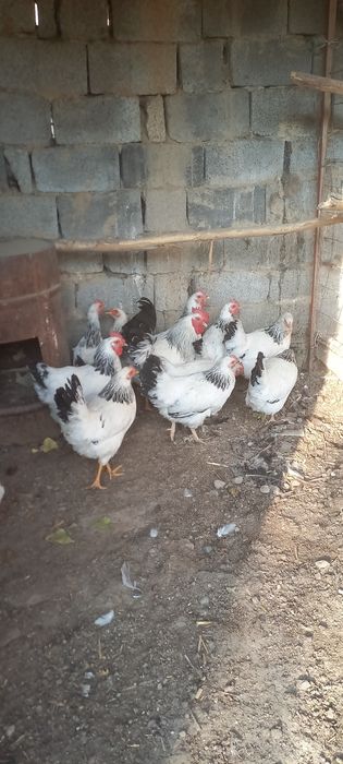 Адлерский тауықтар 11+1 семейка