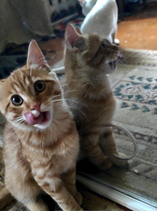 Котенок породы скотиш страйт