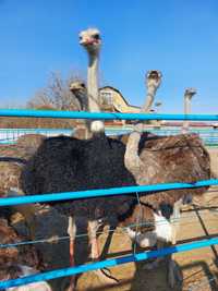 Экскурсии индивидуальные и школьные на страусиную ферму