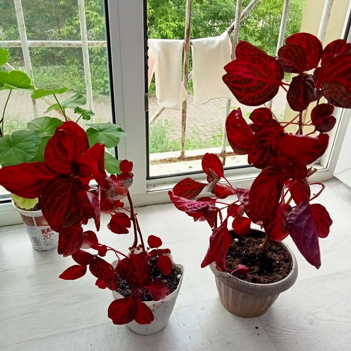 Продам комнатные растения