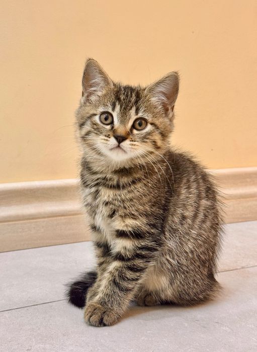 Mushuk bolalari sotiladi