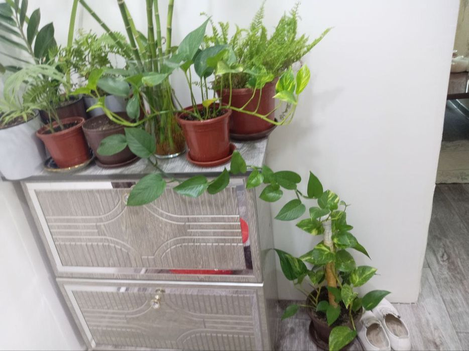 Oyoq kiyim uchun podstavka