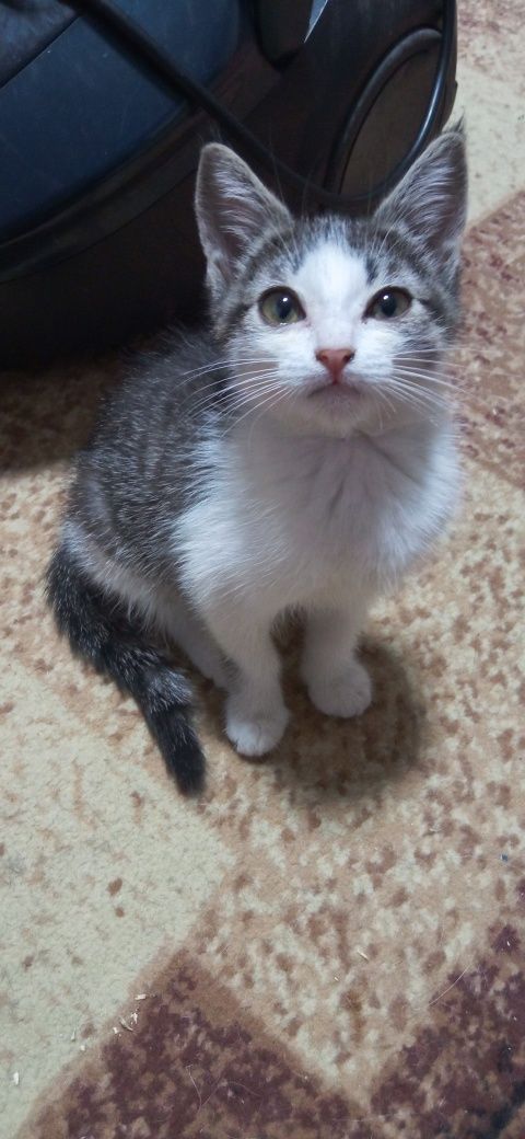 Отдается котенок