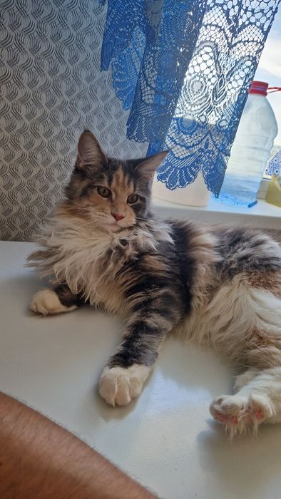 Кошечка Мейн Кун