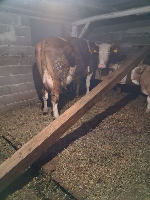 Vacă de vînzare bună de lapte