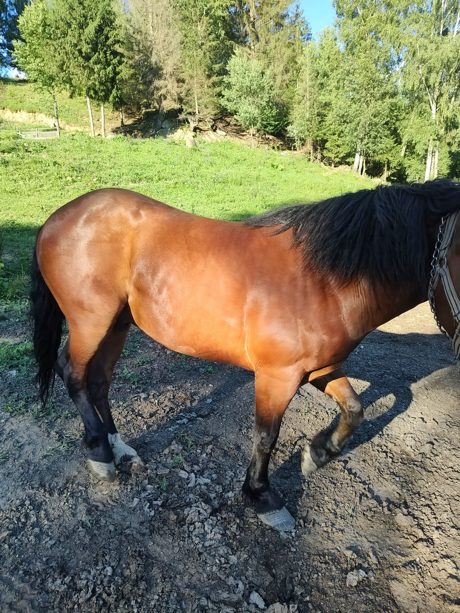 Cal de vînzare în Făget