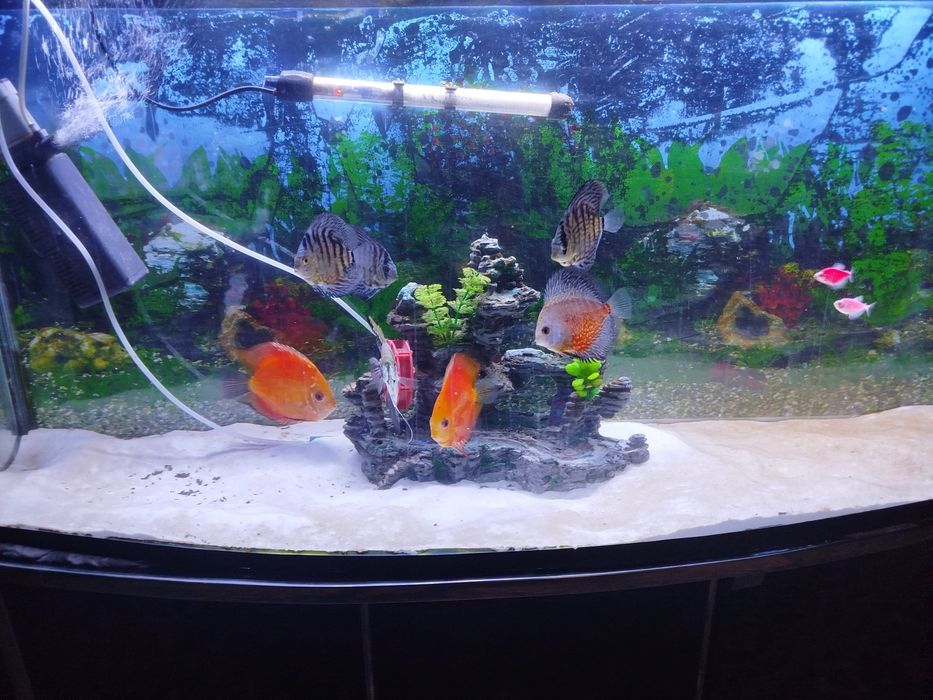 Diskus akvarium bilan komplekt