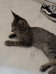 Котик в добрые руки