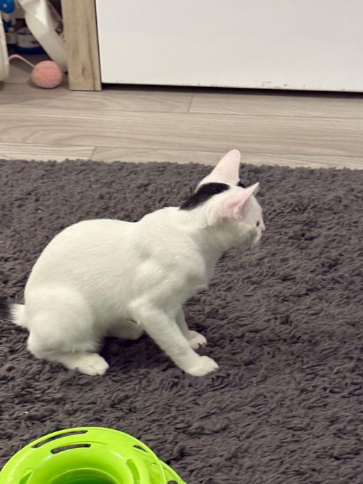 Adoptie 2 pui pisica rasa metis varsta 5 luni