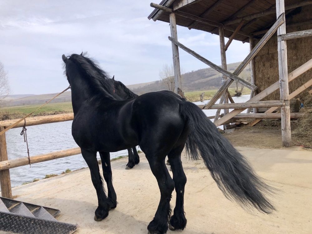 Armăsar Friesian Frizian Friz